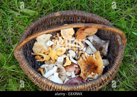 Pilze im Korb Stockfoto