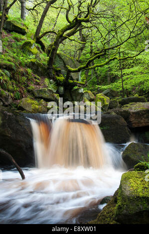 Kleiner Wasserfall in Padley Gorge im Sommer, Peak District, Derbyshire Stockfoto