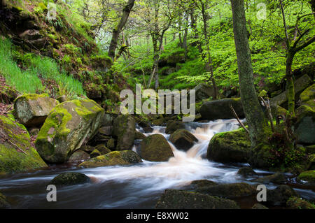 Kleiner Wasserfall in Padley Gorge im Sommer, Peak District, Derbyshire Stockfoto