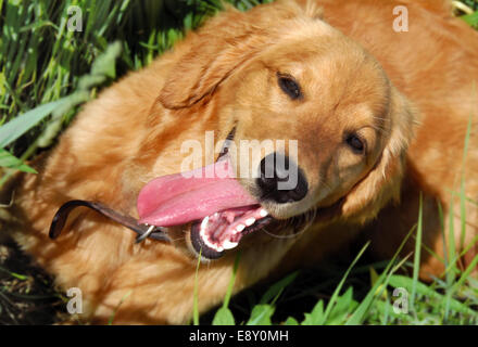 Glücklicher Hund portrait Stockfoto