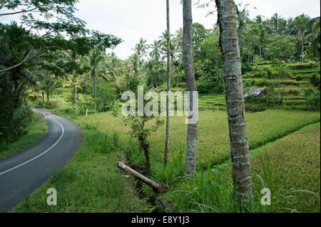 Straße in der Nähe von Ubud, Bali. Stockfoto