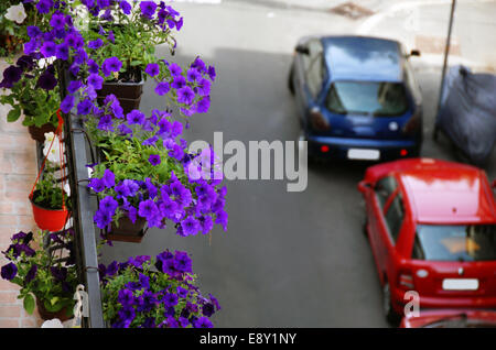 Petunien auf Balkon Stockfoto