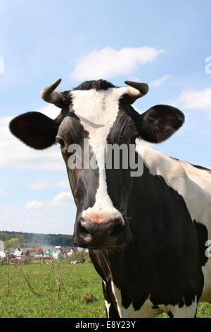 Eine neugierige Kuh starrt auf die Kamera Stockfoto