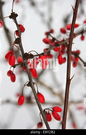 Berberitzen im Schnee Stockfoto