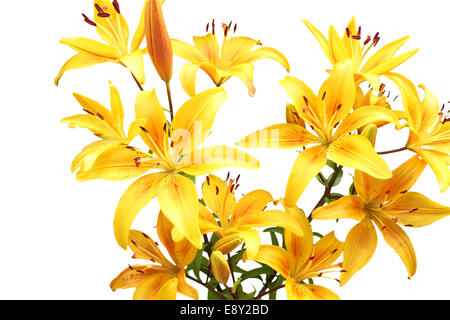 Bouquet von gelben Lilien. Isoliert auf weiss Stockfoto