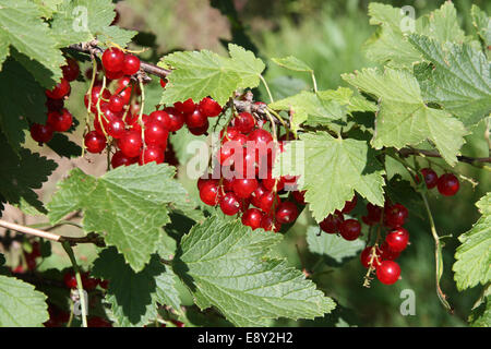 Rote Johannisbeere hängen an einem Busch Stockfoto