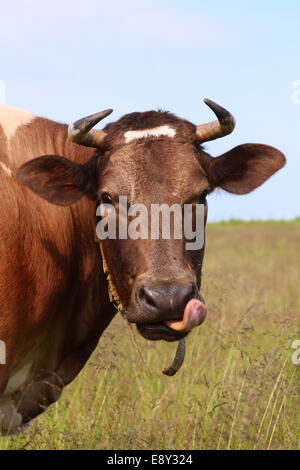 Eine neugierige Kuh starrt auf die Kamera Stockfoto