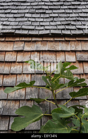 Ein Feigenbaum mit Feigen aufwachsen eines hölzernen Schindeln bedeckt Wand und Dach. Stockfoto