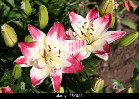 Rosa und weiße Lilien Stockfoto