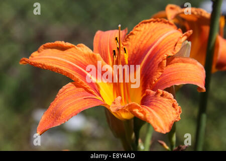 Feuerlilie blühen im Garten Stockfoto