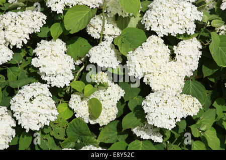 Weiße Hortensie in voller Blüte Stockfoto