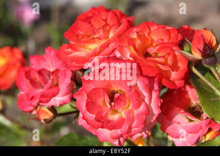 Blühende Rosen in verschiedenen Schattierungen von rot Stockfoto