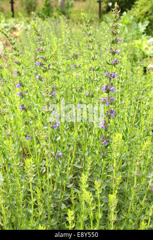 Ysop-Pflanze im Garten Stockfoto