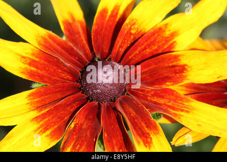 Herz Blume Sonnenhut (Rudbeckia) Stockfoto