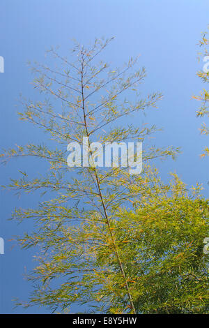 Bambus-Pflanzen auf dem Hintergrund eines klaren Himmel Stockfoto