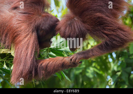 Paar von Bornean Orang-Utans Stockfoto