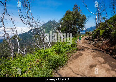 Schwefel-Träger hinunter von der Kawah Ijen Vulkan (Ijen Krater), Banyuwangi, Ost-Java, Indonesien, Asien Stockfoto