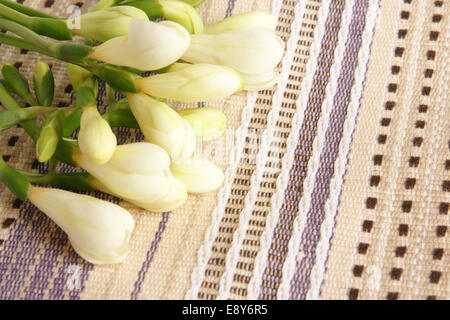 Weiße Freesie Stockfoto