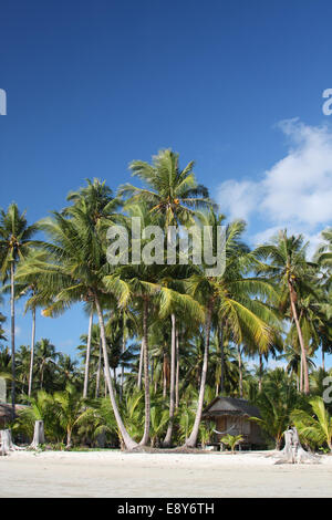 Strandhütte unter Kokospalmen Stockfoto