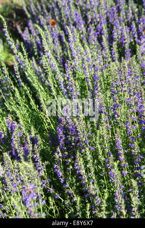 Ysop-Pflanze im Garten Stockfoto