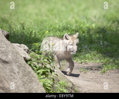 Wolf cub Stockfoto