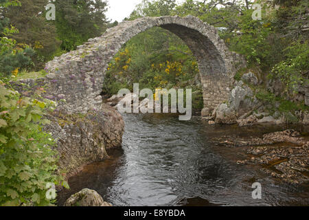 Carrbridge alte Lastesel Brücke über Fluss Dulnain erbaut 1771 in der Nähe von Inverness Schottland Stockfoto