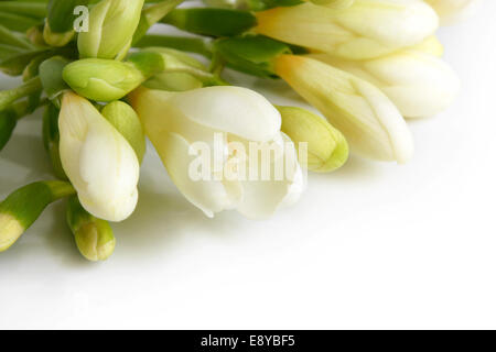 Weiße Freesie Stockfoto