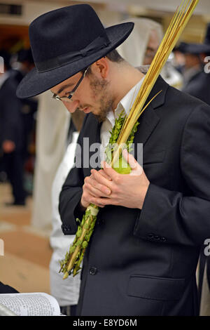 Religiösen jüdischen junger Mann hält eine Esrog und Lulaw am Morgengebet in Crown Heights, Brooklyn, New York Stockfoto