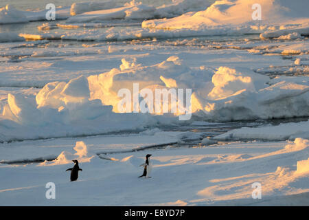 Adelie Penguin (Pygoscelis Adeliae) stehend auf schwimmenden Packeis im Morgen Licht, Ross-Meer, Antarktis. Stockfoto