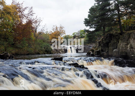 Herbstfärbung bei geringer Kraft auf den Fluss Tees im oberen Teesdale, County Durham UK. Stockfoto