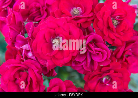 Rote Rosen, Closeup, Mastichari, Kos, Griechenland Stockfoto