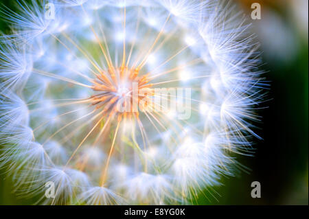 Close-up großen Löwenzahn Stockfoto