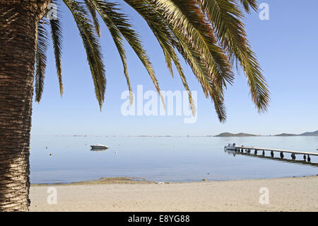 Palme Stockfoto