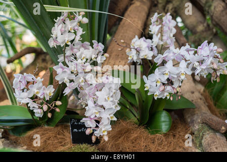 Eine wunderschöne Orchidee in das Rauminnere Stockfoto