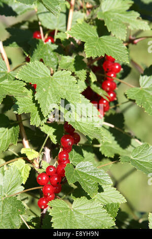 Banch der roten Johannisbeere Stockfoto