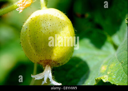 Zitrone Gurke Stockfoto