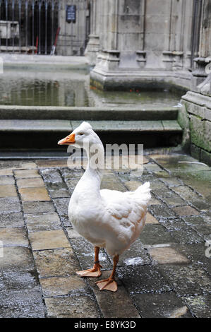 Gans Im Kreuzgang Stockfoto