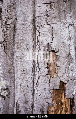Fagus Sylvatica. Buche Baumrinde in der schottischen Landschaft Stockfoto
