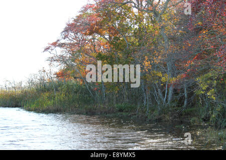 Autumn's arrival.  Wertheim's nature preserve Stockfoto
