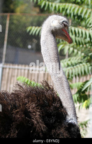 Afriscan Strauß im Zoo hautnah Porträt Stockfoto