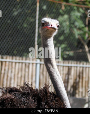 Afriscan Strauß im Zoo hautnah Stockfoto