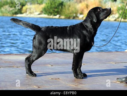 schwarze schöne Labrador im Park im Sommer in der Nähe von Fluss Stockfoto