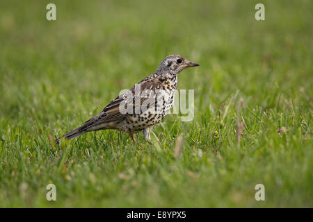 Soor Misteldrossel (Turdus Viscivorus) unreifen Vogel Nahrungssuche im Feld Cheshire UK Juni 50775 Stockfoto