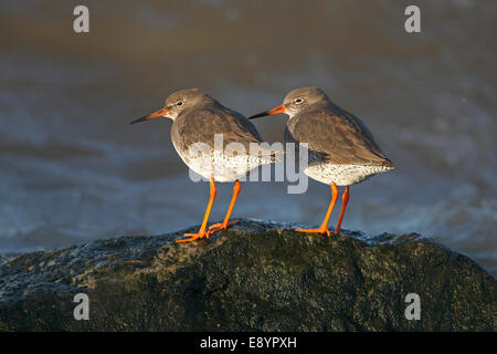 Rotschenkel (Tringa Totanus) thront auf Felsen bei Flut Wirral Küste UK Januar 50483 Stockfoto