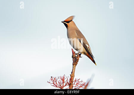 Seidenschwanz (Bombycilla Garrulus) thront am oberen Baum im Industriegebiet Nord Wales UK November 55517 Stockfoto