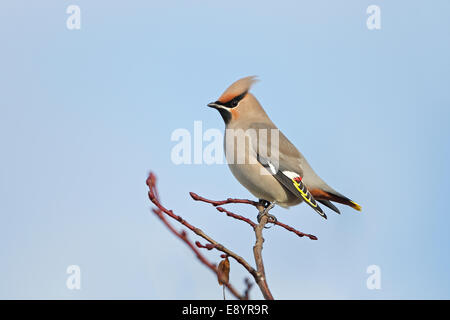 Seidenschwanz (Bombycilla Garrulus) thront am oberen Baum im Industriegebiet Nord Wales UK November 55865 Stockfoto