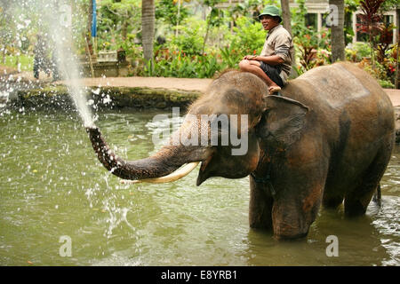 Ubud, Bali, Indonesien - 30. Oktober 2007: Elefantenpark Taro. Der Mann wäscht die Elefanten 30. Oktober 2007 auf Bali. Indonesien Stockfoto