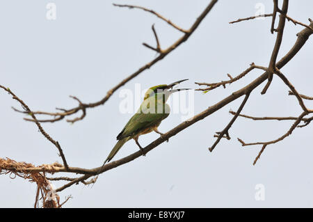 Zinnenkranz Bienenfresser Merops Hirundineus, Meropidae, Gambela Nationalpark in Äthiopien, Afrika Stockfoto