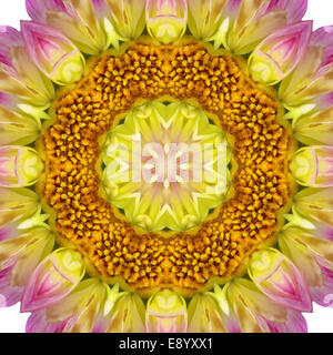 Gelbe konzentrischen Blütenmitte Makro Nahaufnahme. Mandala kaleidoskopische Gestaltung Stockfoto