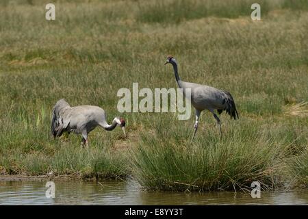 Gemeinsame / eurasische Kranich Grus Grus, drei Jahre alte paar Bart und Wendy von den großen Kran Projekt Futter für Insekten o veröffentlicht Stockfoto